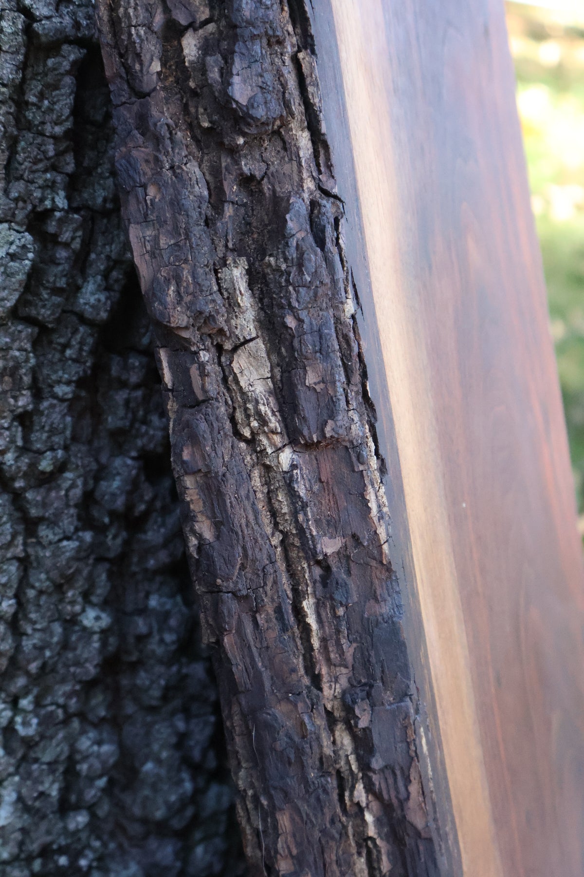 Live Edge charcuterie