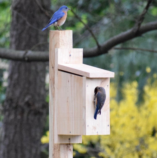 Blue Bird House